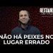 Não Há Peixes No Lugar Errado – A Restauração De Pedro | David Augusto