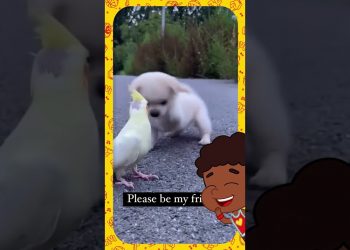 Pássaro e cachorro filhote brincam – 3 Palavrinhas React