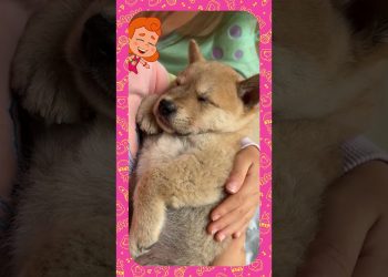 Cachorro dormindo no colo de garotinha – 3 Palavrinhas React