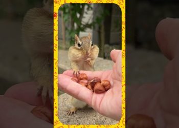 Esquilo obediente quando se trata de comida…🤣 – 3 Palavrinhas React!