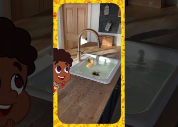 Patinhos nadando numa pia de casa – 3 Palavrinhas React!