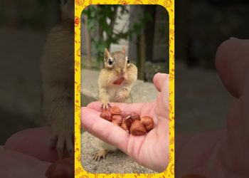 Pensa Num Esquilo Obediente…E Fofo 😍😂 – 3 Palavrinhas React